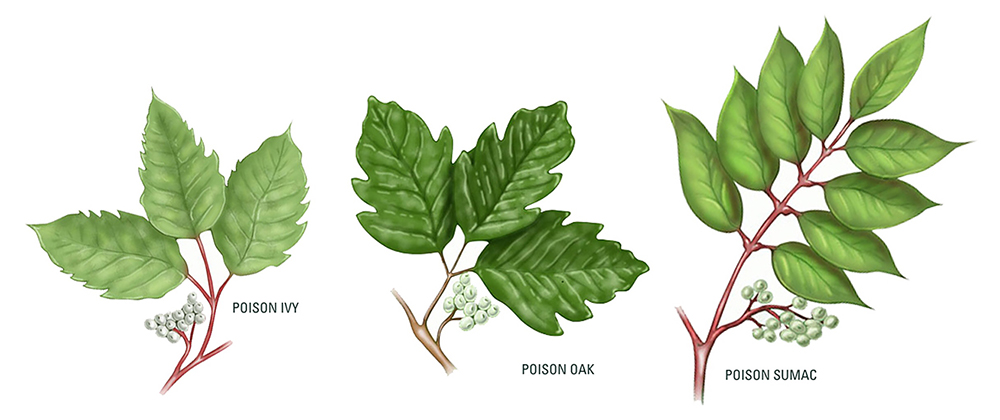 poison ivy oak sumac comparison