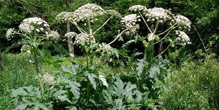 giant hogweed